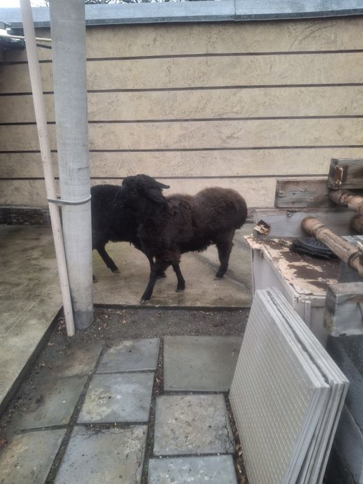 Тоқтылар бар семиз