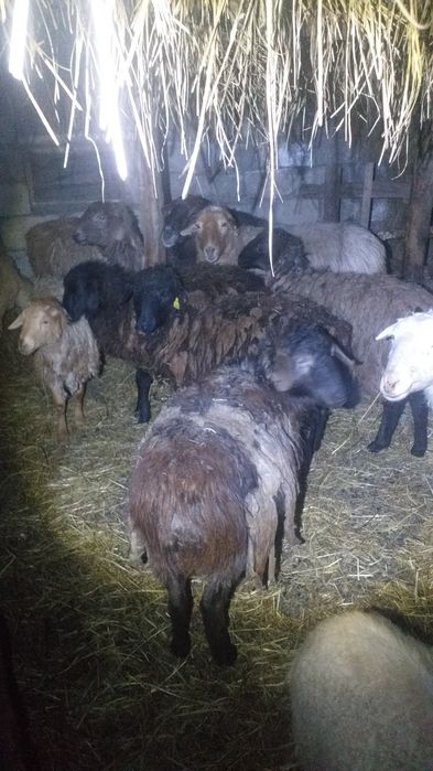 Продам баран и коз