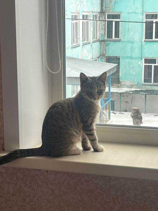 Отдам котенка девочка 4 месяца