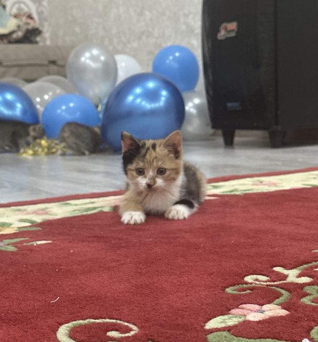 Отдам даром в добрые руки