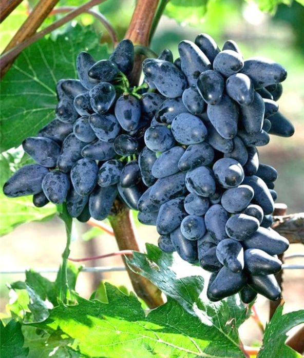 Butasi vita de vie anul 3