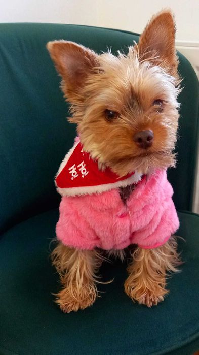 Pet Sitter dog Sibiu