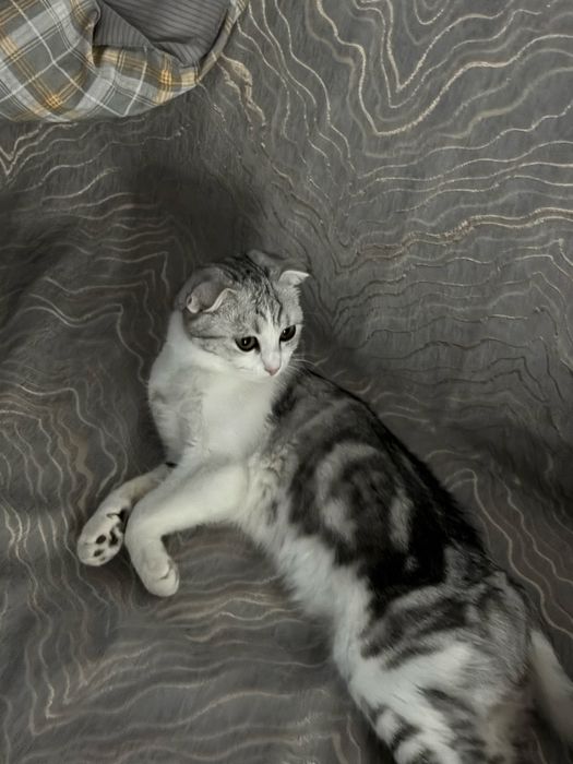 Продается шотландская вислоухая кошка