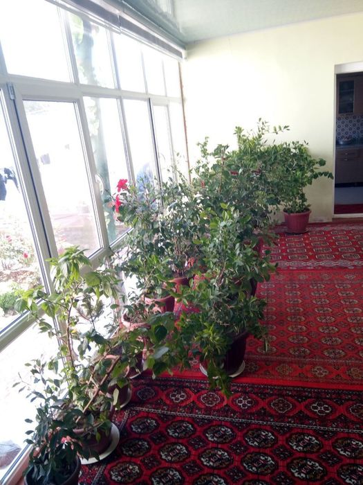 Har xil navli Xiva gullari sotilmoqda