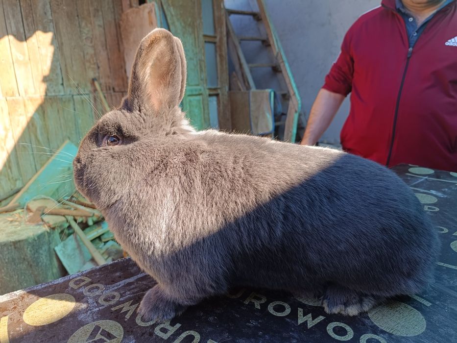 Vienez Albastru mascul