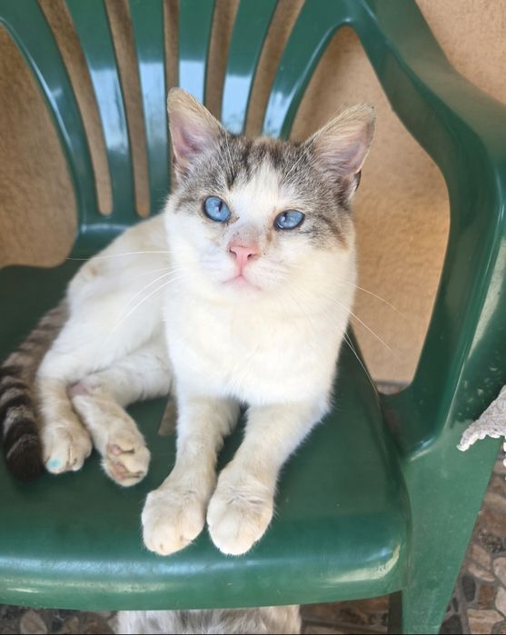 Motan spre adopție