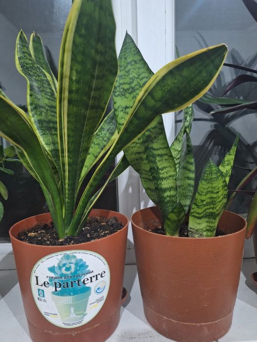 Комнатные цветы .