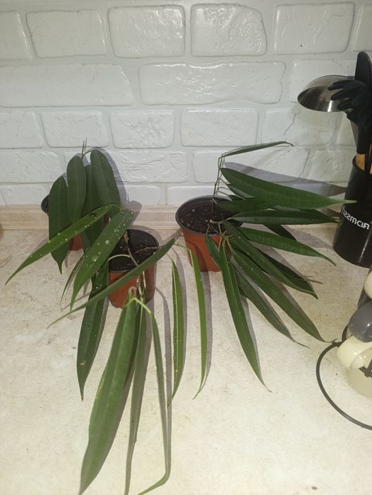 Продам  фикус Али