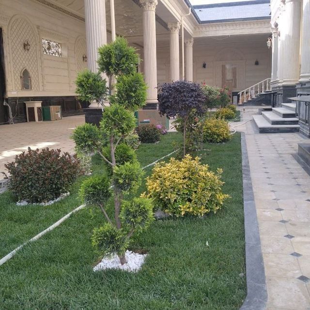 Gazon xizmati bor ekish 25 ming tayor gazon yotqizish 60 mingdan