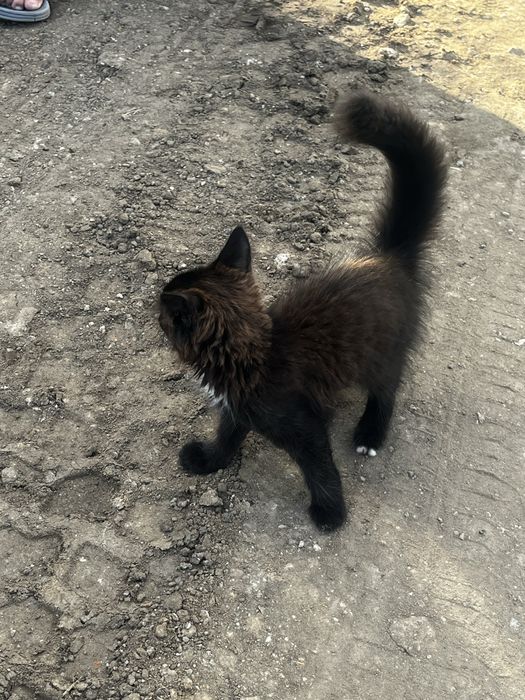 Котенок в добрые руки