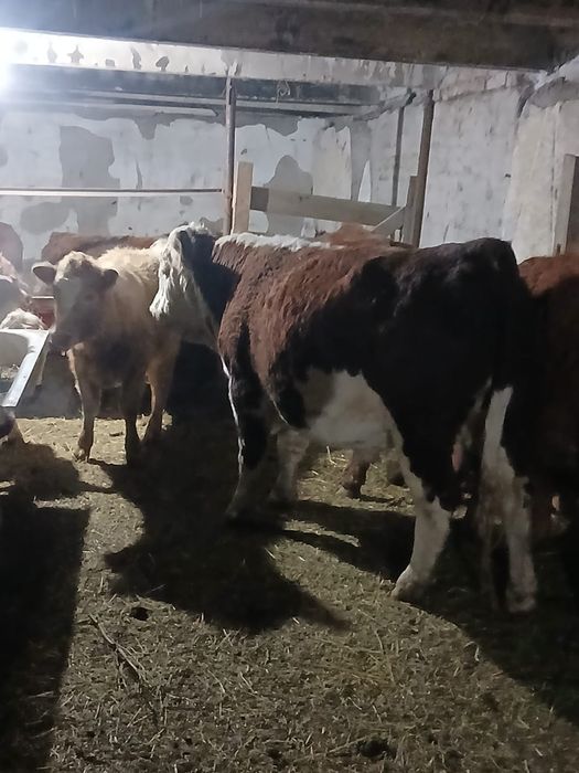 Продается бычки .