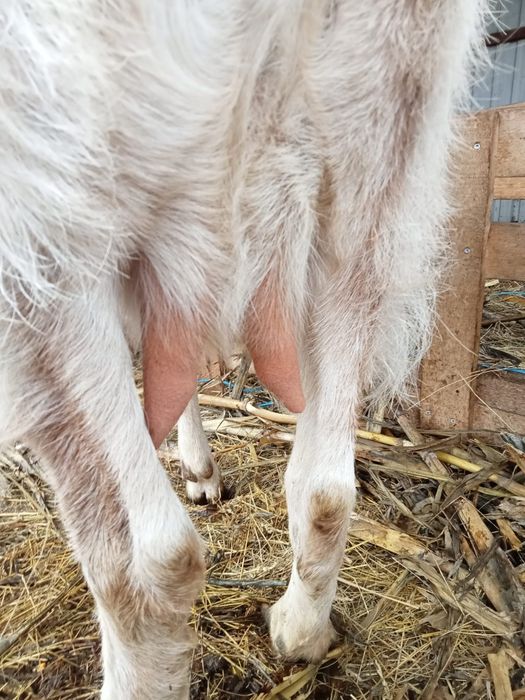 Capre metis aglonubian cu alpine