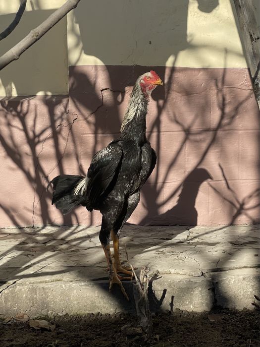 Sotiladi dakan jo’ja