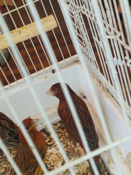 Красная дерева птицы