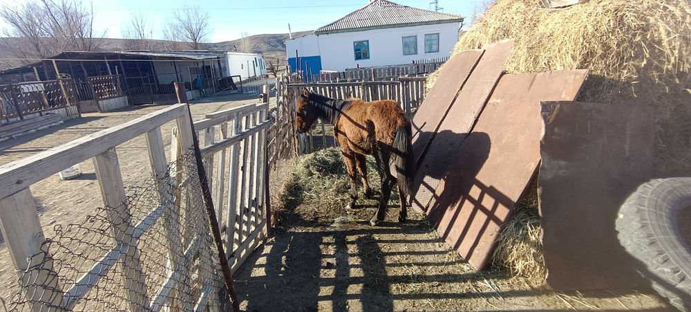 Продается жеребёнок