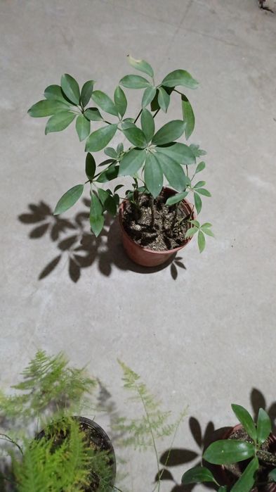 Хлорофитум в контейнере