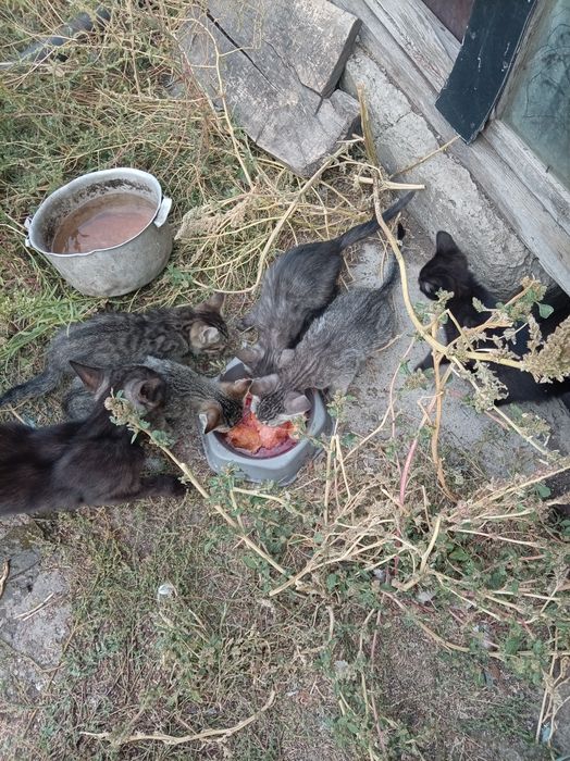 Котята в хорошие руки