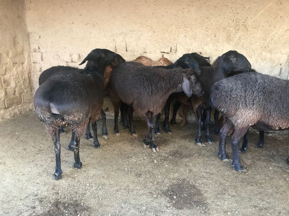 Zotga sovliqlar 9 ta