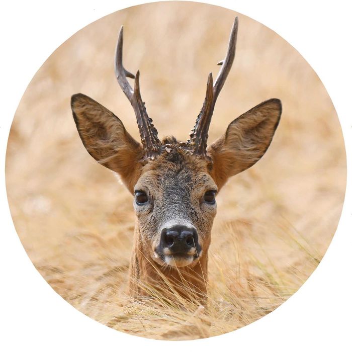 Калъф За Резервна Гума На Джип С Елен Сърандак