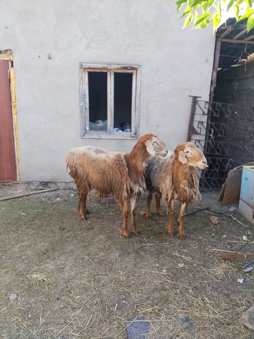 Кошкар сатыладыы