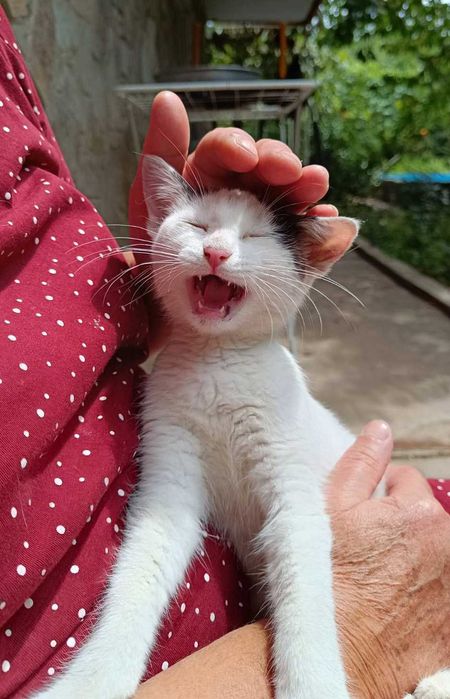Котето Нана търси своя дом и любящ стопанин