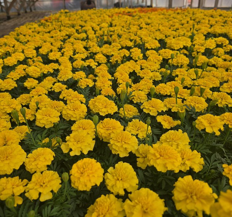 Петуния рассада цветов