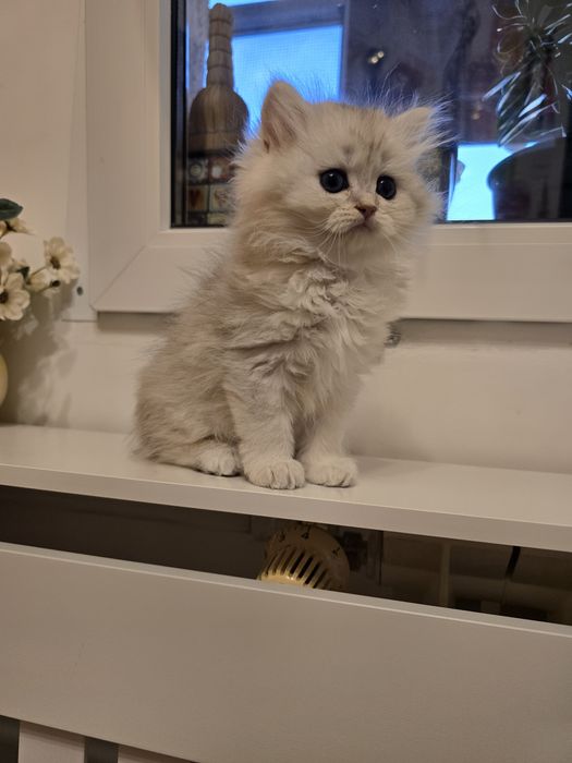 Pui pisică british longhair
