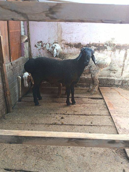 Qoʻchqorla sotiladi