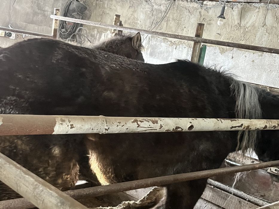 Продам тай и байтал