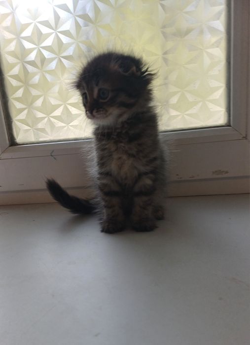 Шотландский вислоухий котенок + Стартовый набор