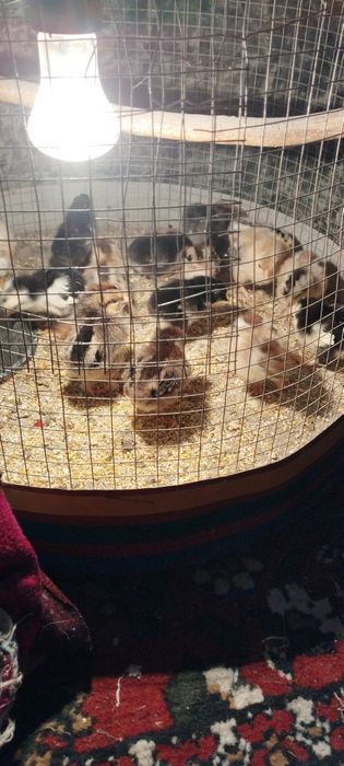 Yaponcha jòjalar sotiladi