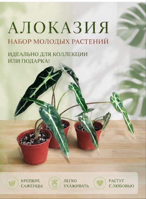 Алоказия комнатная