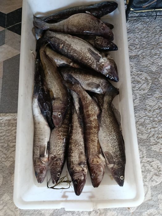 Каспийский судак