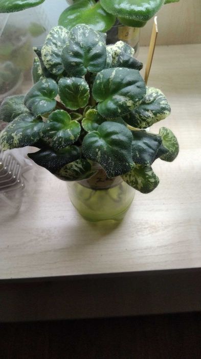 Мурайя ,  филодендрон Биркин и фиалка трейлер Ле Эрика