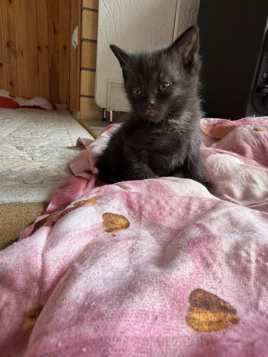 Отдам двух мальчишек !