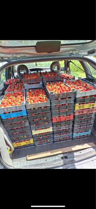 Разсад ягоди Азия, Клери, Албион и малини Полка, Люлин