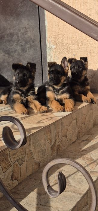 Щенки немецкой овчарки