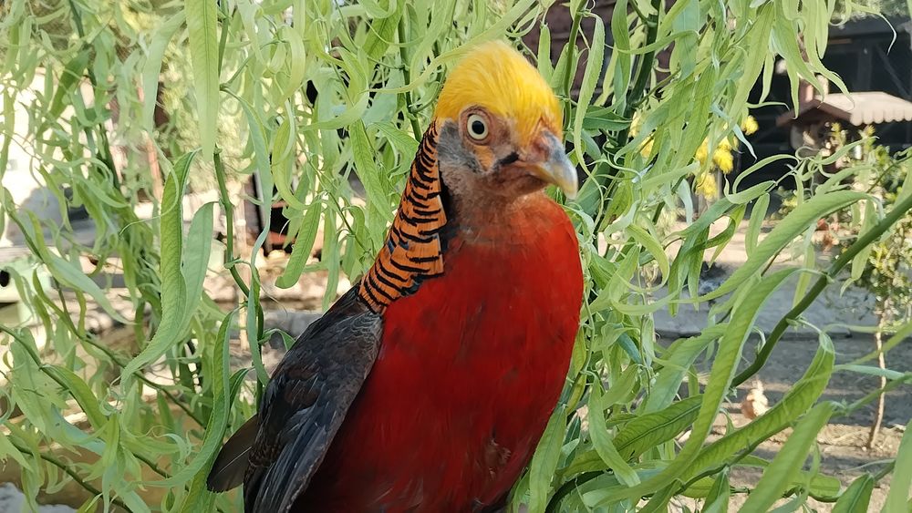 Fazani exotici , roșu,galben,piersica,violet.