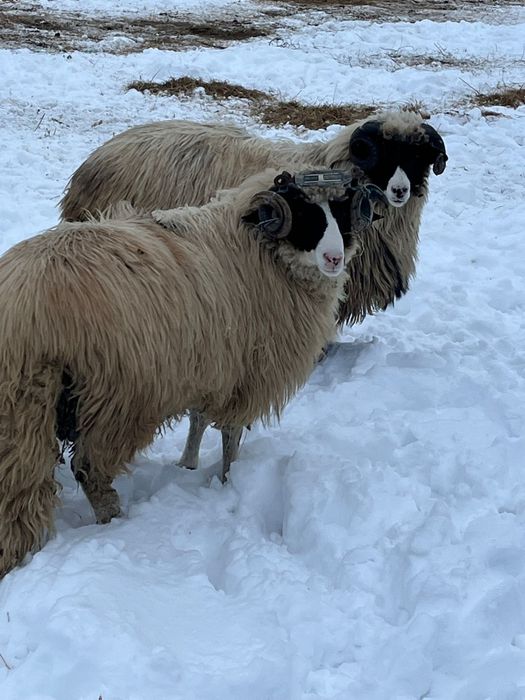 Vand doi berbecuti noatini