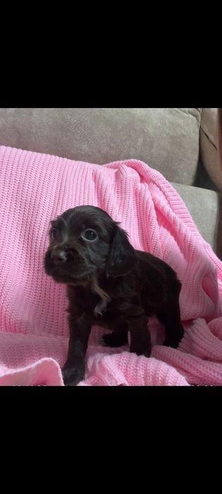 Щенки спаниеля Бронирование