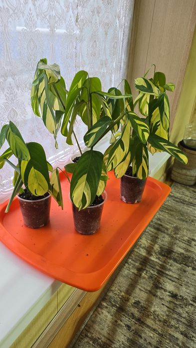 Продам комнатные цветы