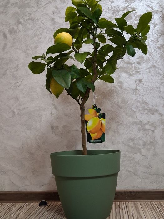 Lamai altoit 70-80 cm