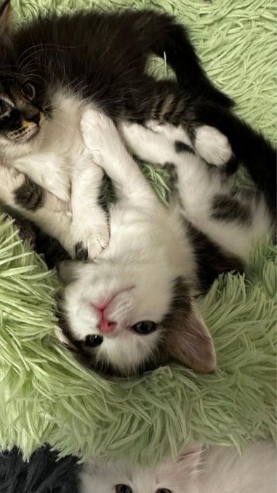 Котята турецкой ангоры