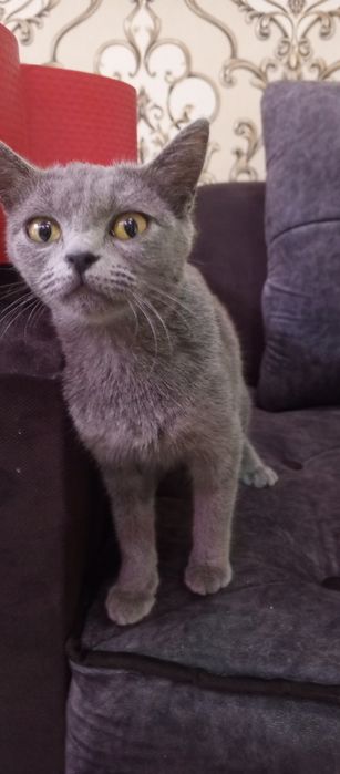 Мушук сотилади британский киз бола