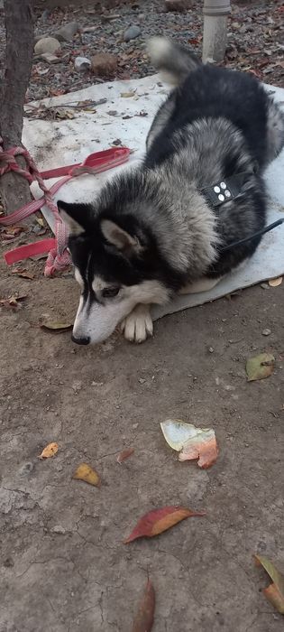 Хаски умный сабака