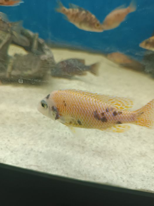 Ciclide africana
