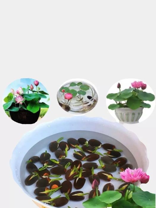 Ajoyib urug'dan yetiluvchi gul