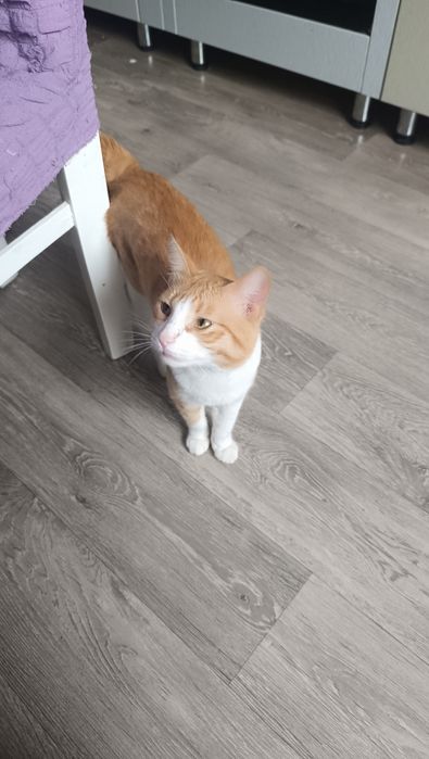 Рыжий котик. 1 год