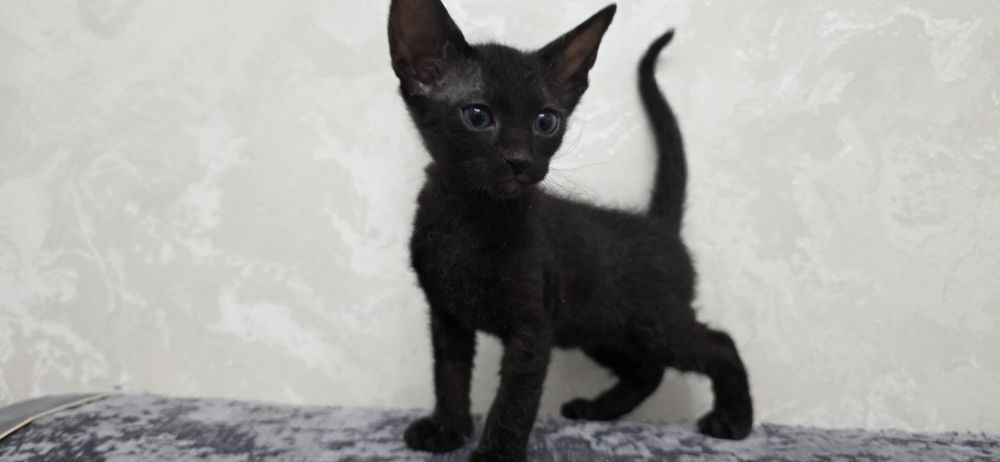 Продам котят,метисы