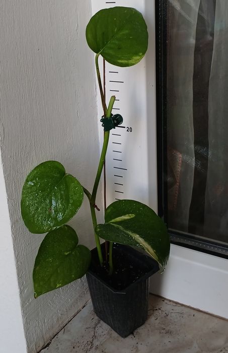 Дяволски бръшлян/епипремнум/ Цвете на парите